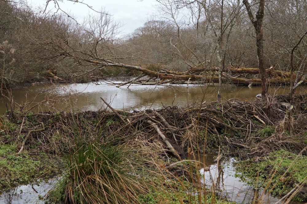 A beaver dam on the edge of woodland, holding back the water behind it