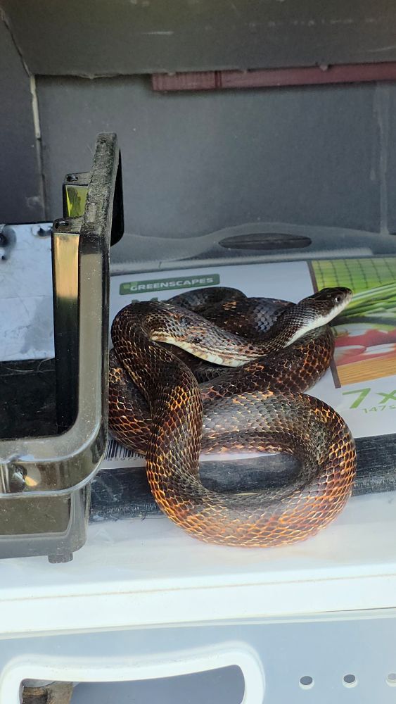 A rust and brown colored snake, looped over itself on a shelf.