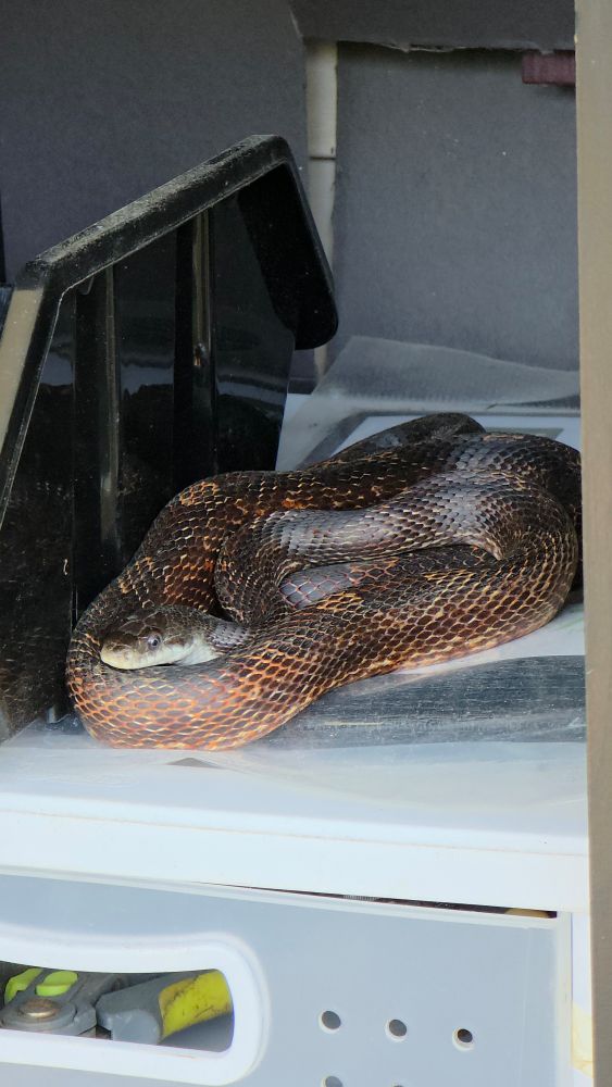 A rust and brown colored snake, looped over itself on a shelf.