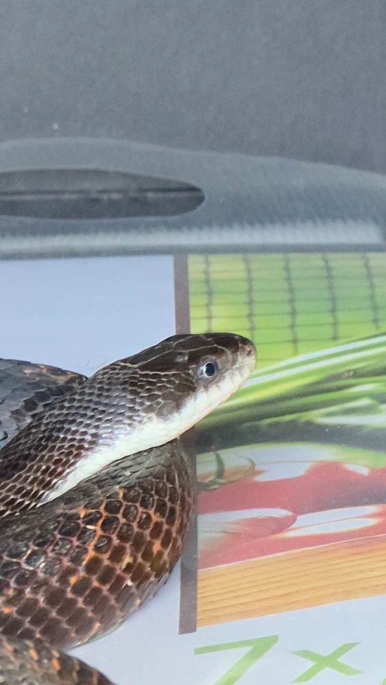 A close crop of the snake's head and face. It has a light yellow underside, and glossy brown scales 