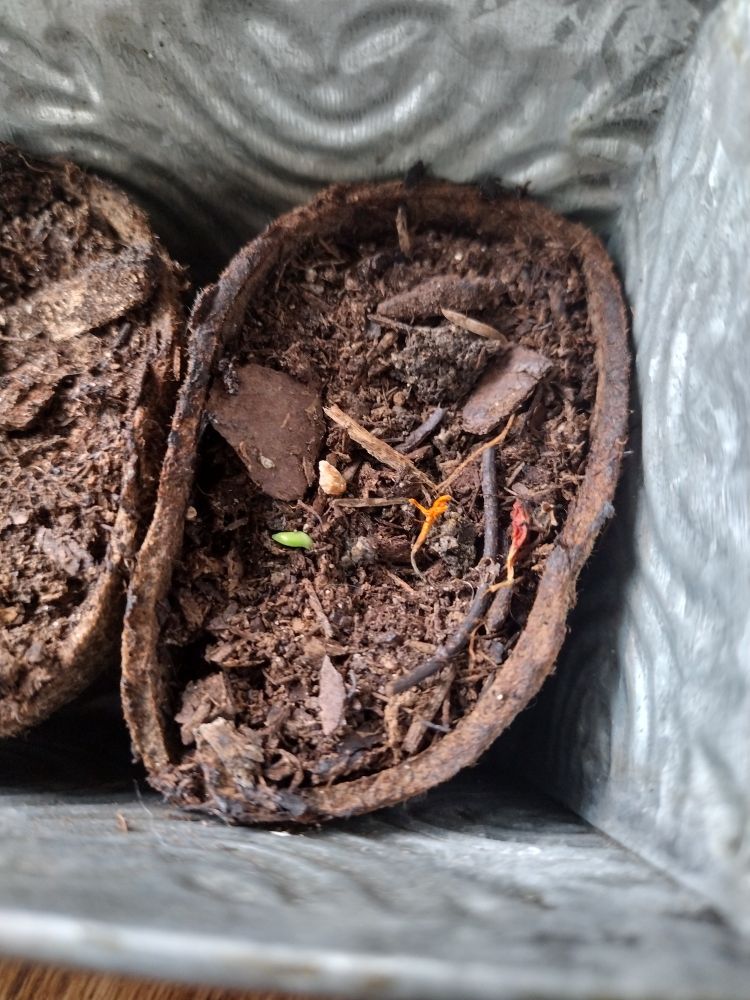 A little bit of green almost ready to come out