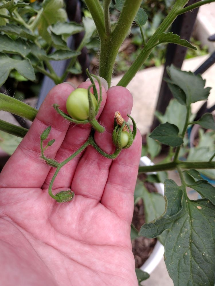 My hand holding a couple green, grape sized tomatoes on a tomato plant