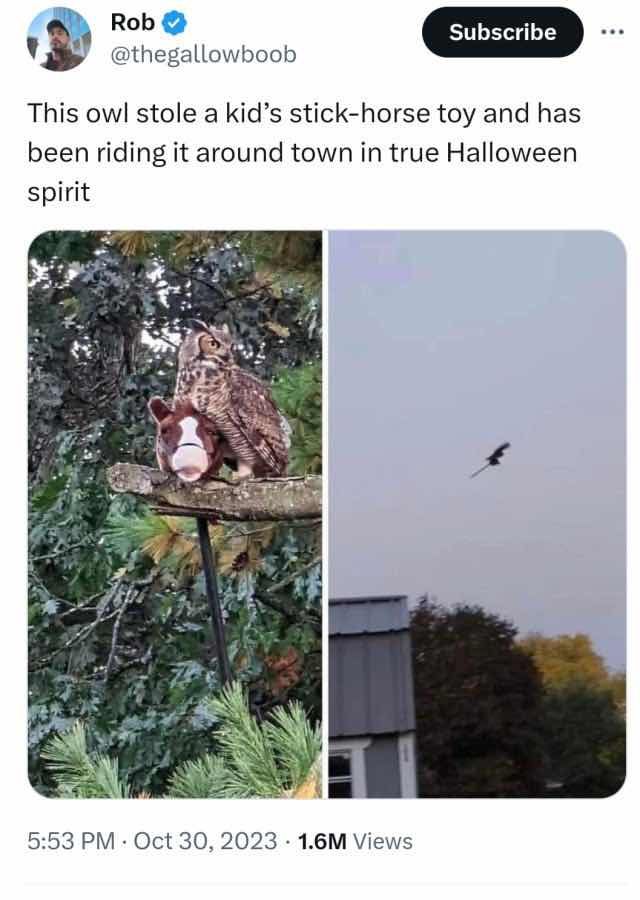 Picture of an owl clutching a stolen fluffy hobby horse toy as it flies through the air, looking like it's riding it.