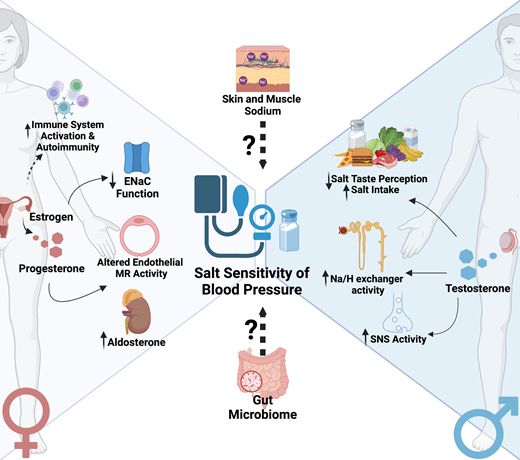 Factors contributing to sex differences in salt sensitivity of blood pressure
