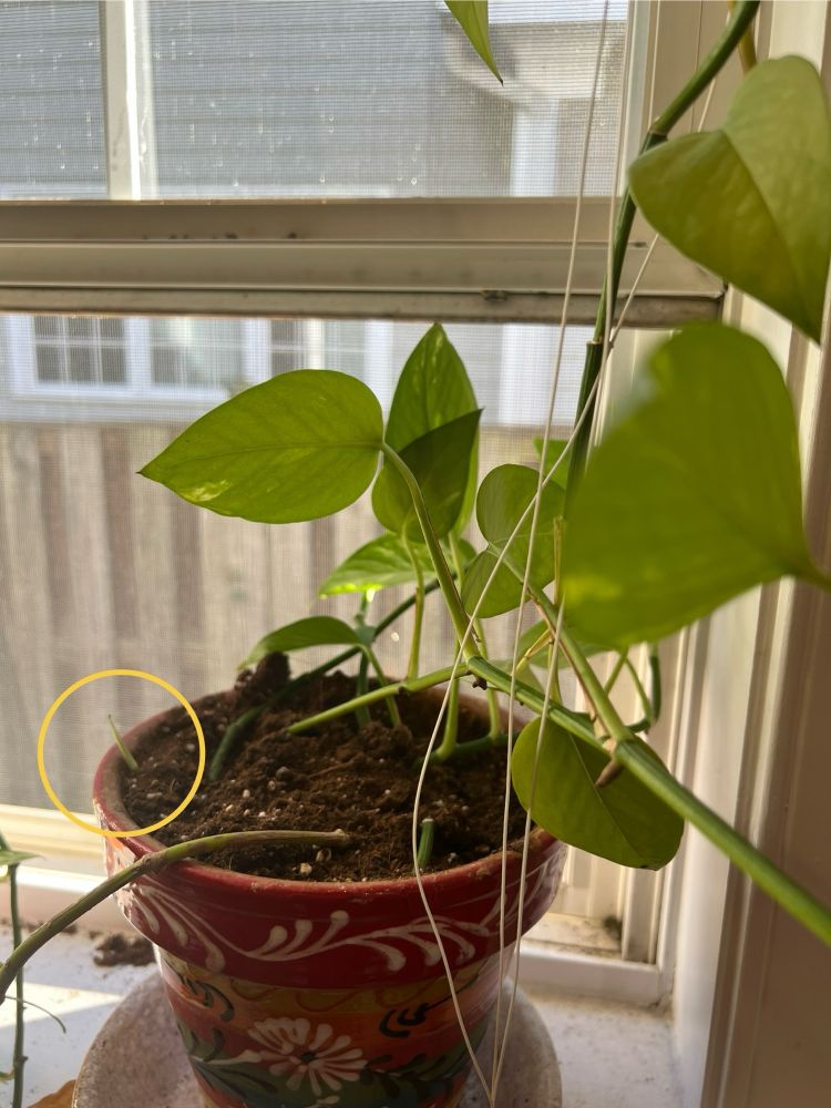 A pothos on a windowsill in a painted pot. In the foreground is a large vine covered in green leaves, but on the left of the pot, barely visible and circled in yellow, is a tiny shoot emerging from the soil and reaching for the sky.