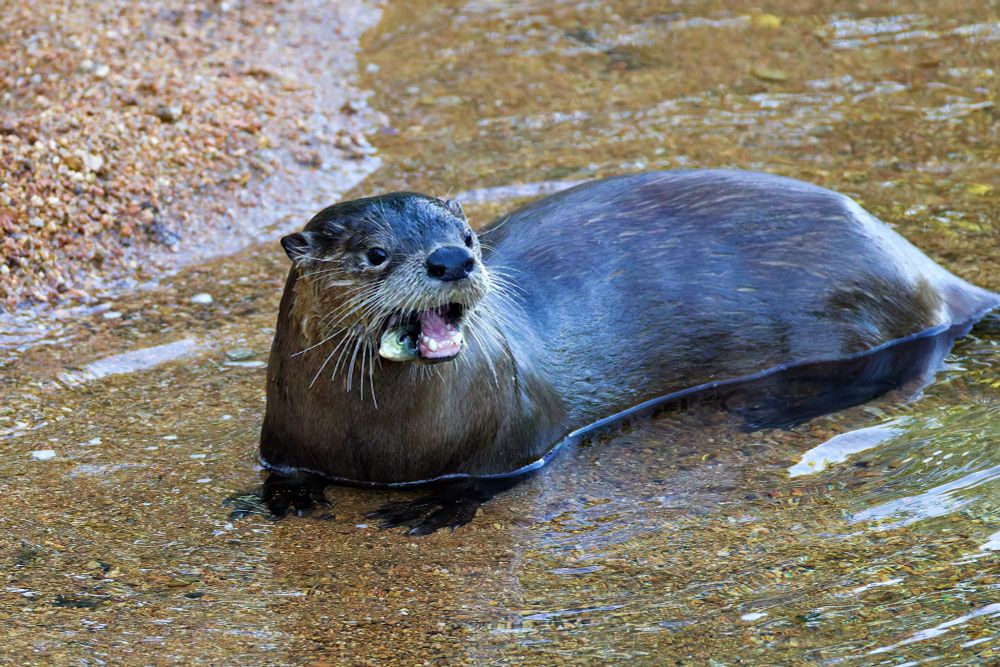 A River Otter with a mouthful of fresh catch at Post Oak Creek 🐟🦦
Photographed during my recent trip to the Wichita Mountains Wildlife Refuge in Oklahoma.