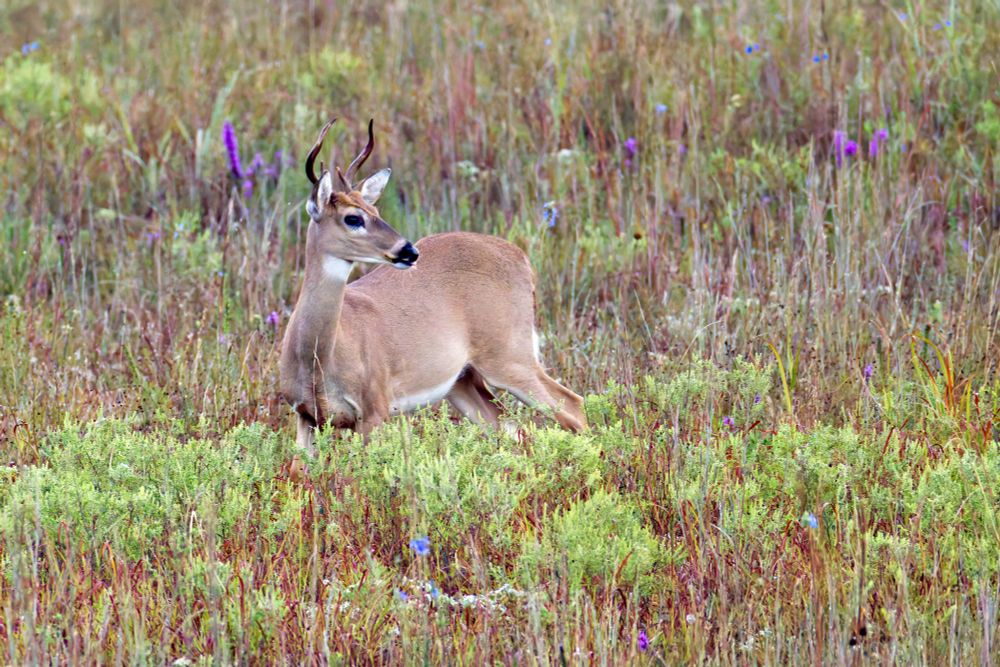 A White-tailed Buck standing tall in the prairie at Wichita Mountains Wildlife Refuge in Oklahoma. I always enjoy seeing how well they blend into the grasses and wildflowers here.