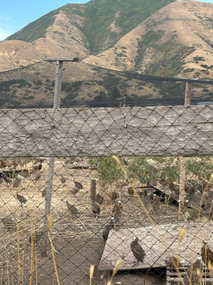 A look into a quail pen with the mountains in the background. 