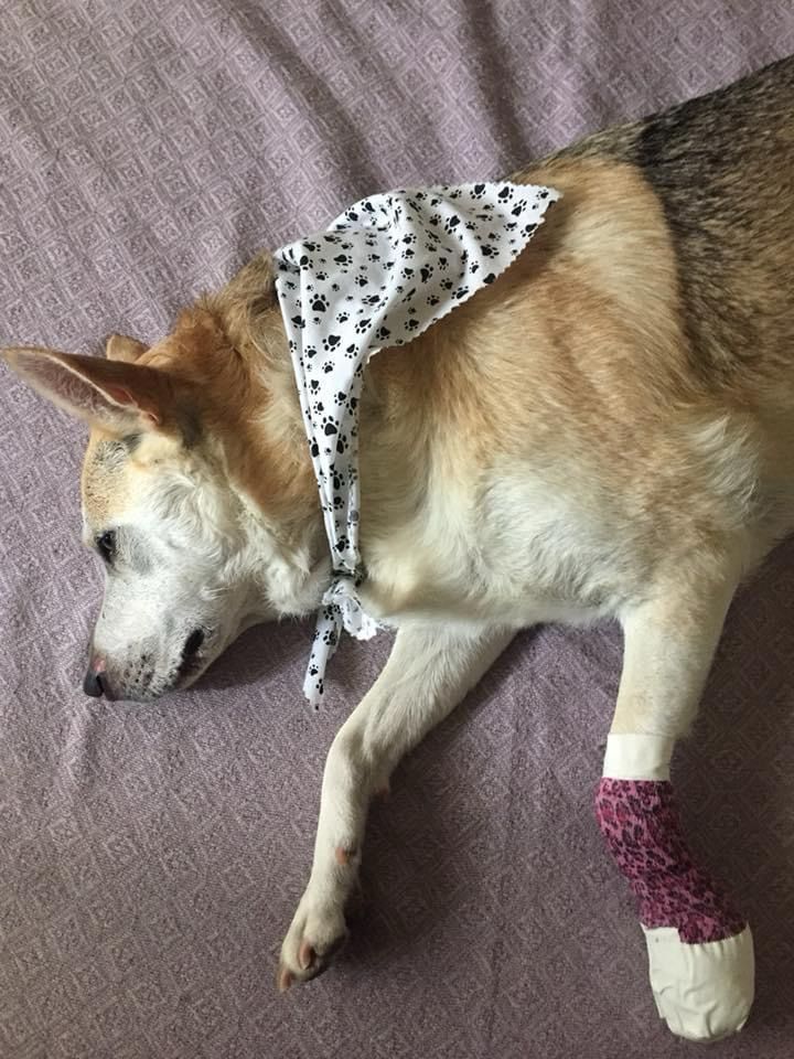 A tan and white dog sleeping on a purple blanket. She’s wearing a white bandanna with little black paw prints on it and has a bandaged paw. 
