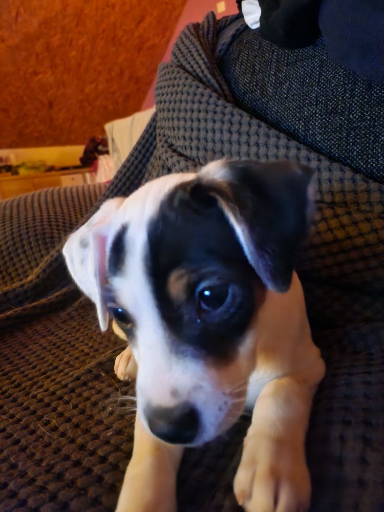 när hon var pytte pytte jättegullig småvalp i soffan. jag hade ingen aning