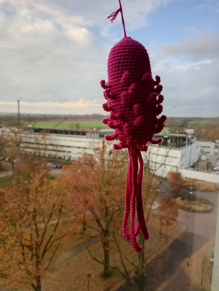 Crocheted E. coli