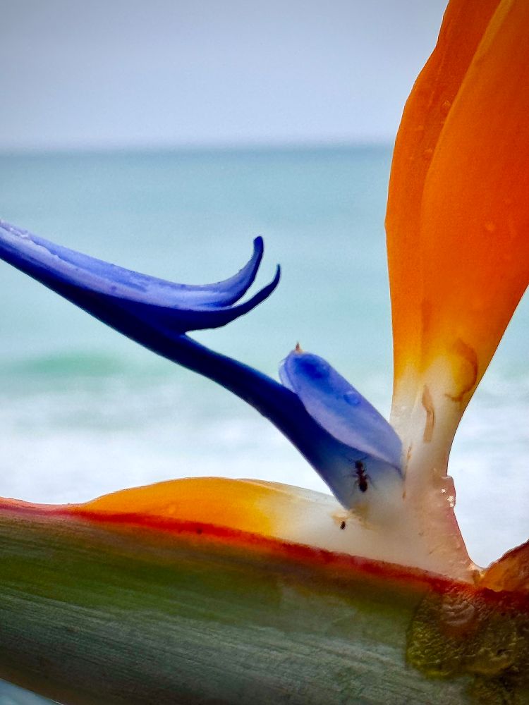 Bird of paradise flower with ocean in the distant background today at Burgau Beach, Portugal 🇵🇹 