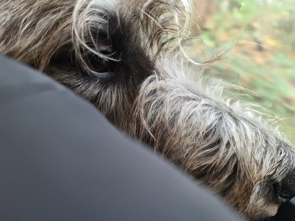A deerhound stalking
