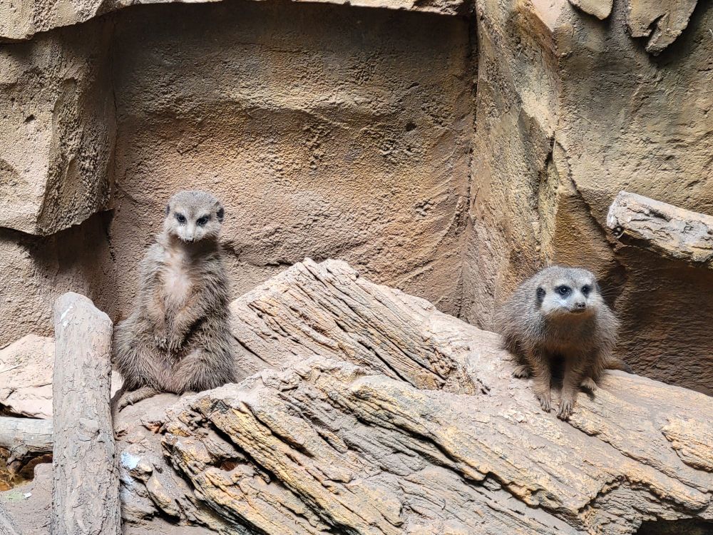 two meerkats sat on a brown log looking at the camera