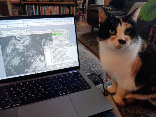Panda (my cat) helping to select areas of kidney tissue to image by electron microscopy