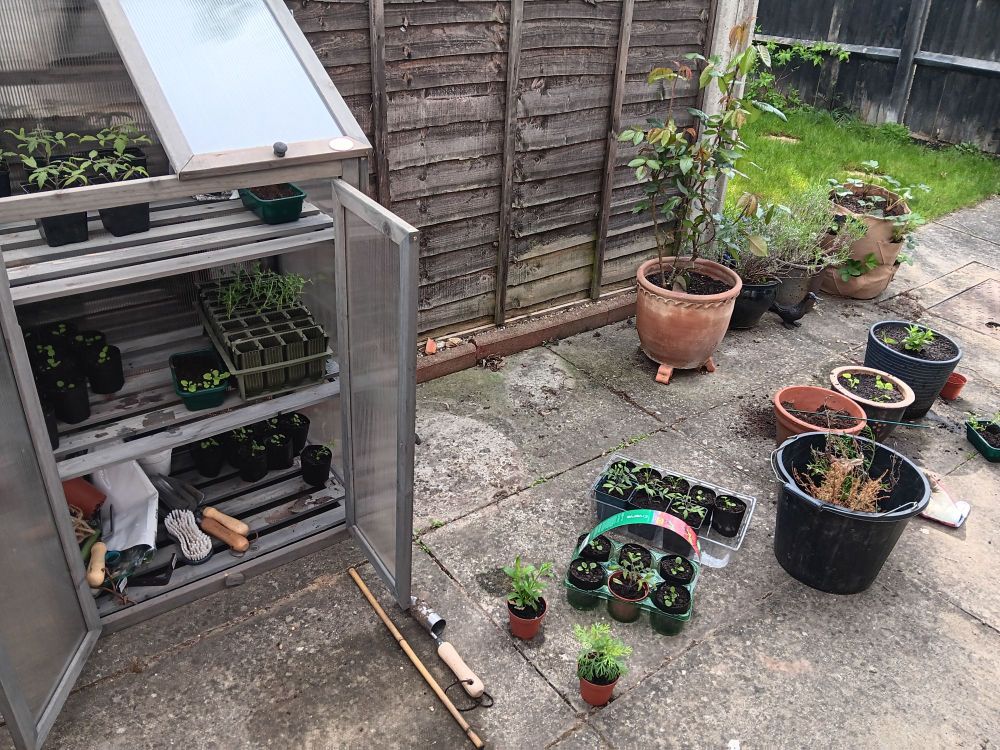 A photo of seedlings in my cold frame and young plants in the process of being potted