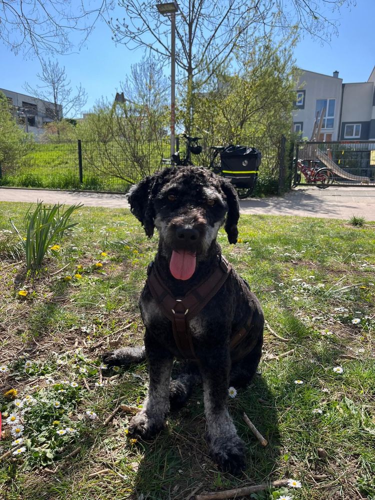 Deja enjoying the sun
