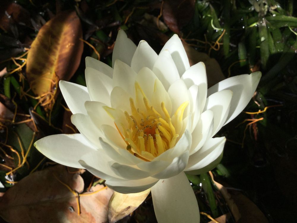 Water Lily flower - has significance in many cultures - Peace, Tranquility and Resilience. 