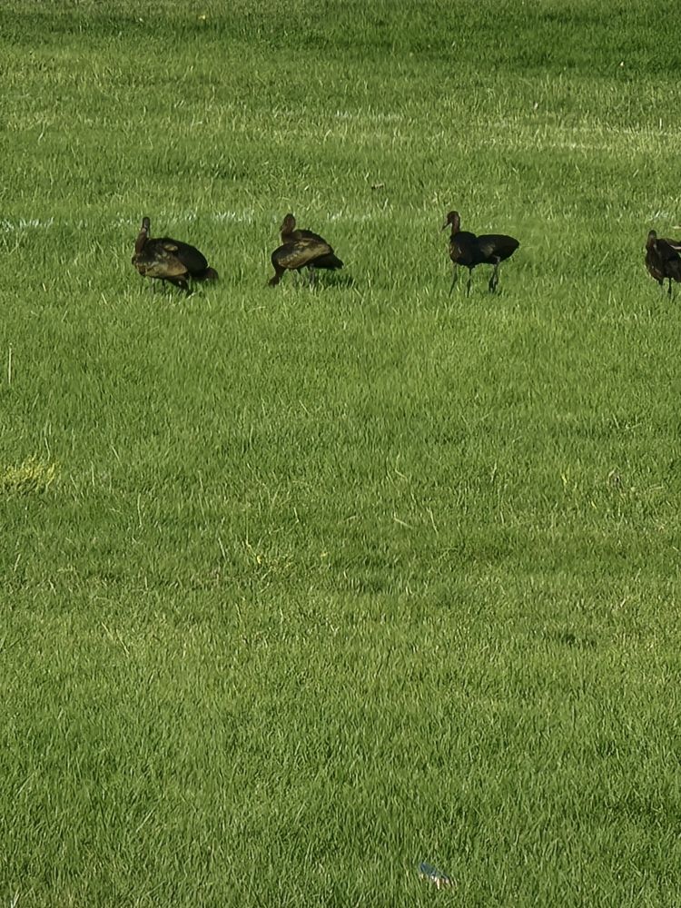 Six glossy ibis foraging. Medium-sized birds have long, curved bills, long legs, and black feathers with a shine that reflects brown and green.