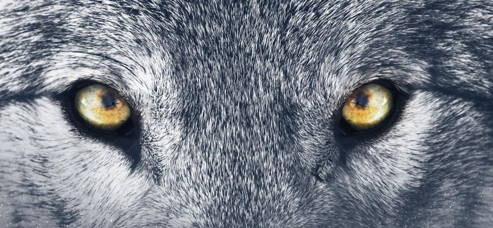 A photo of a gray wolf cropped to show only its golden eyes.