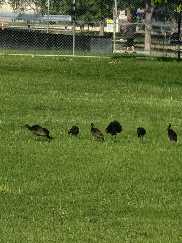 Seven glossy ibis foraging. Medium-sized birds have long, curved bills, long legs, and black feathers with a shine that reflects brown and green.