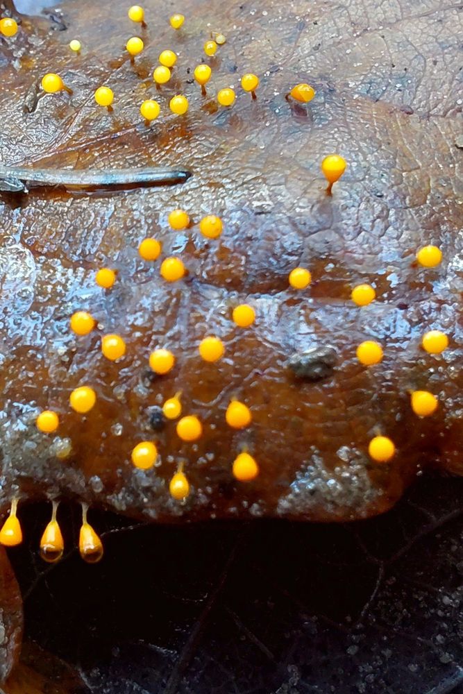 Fopdraadwatjes met druppels