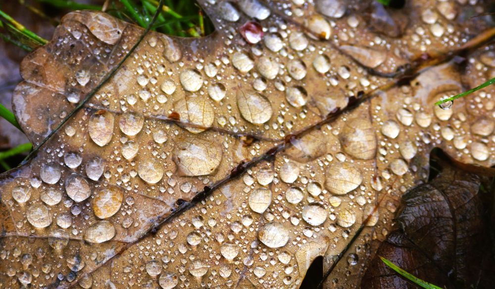 Een bruin blad met druppels 