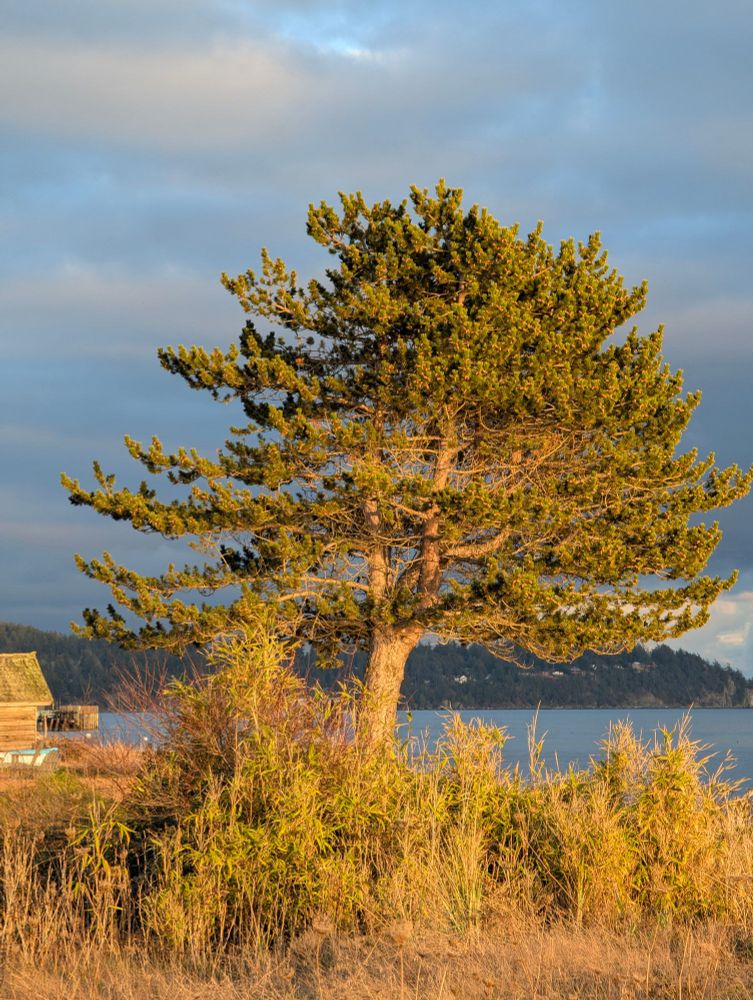 Sunlight from a costal sunset illuminating an evergreen tree. 