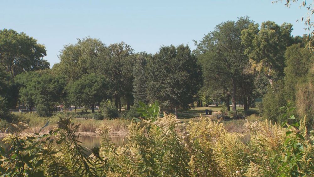 Weather whiplash leaves forest ecologists worried for Minnesota's trees