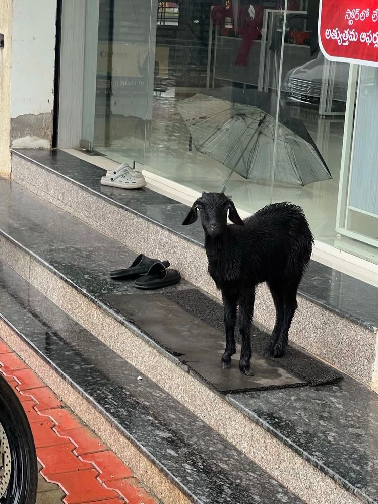 A black goat standing properly on a marble staircase in front of a storefront window.