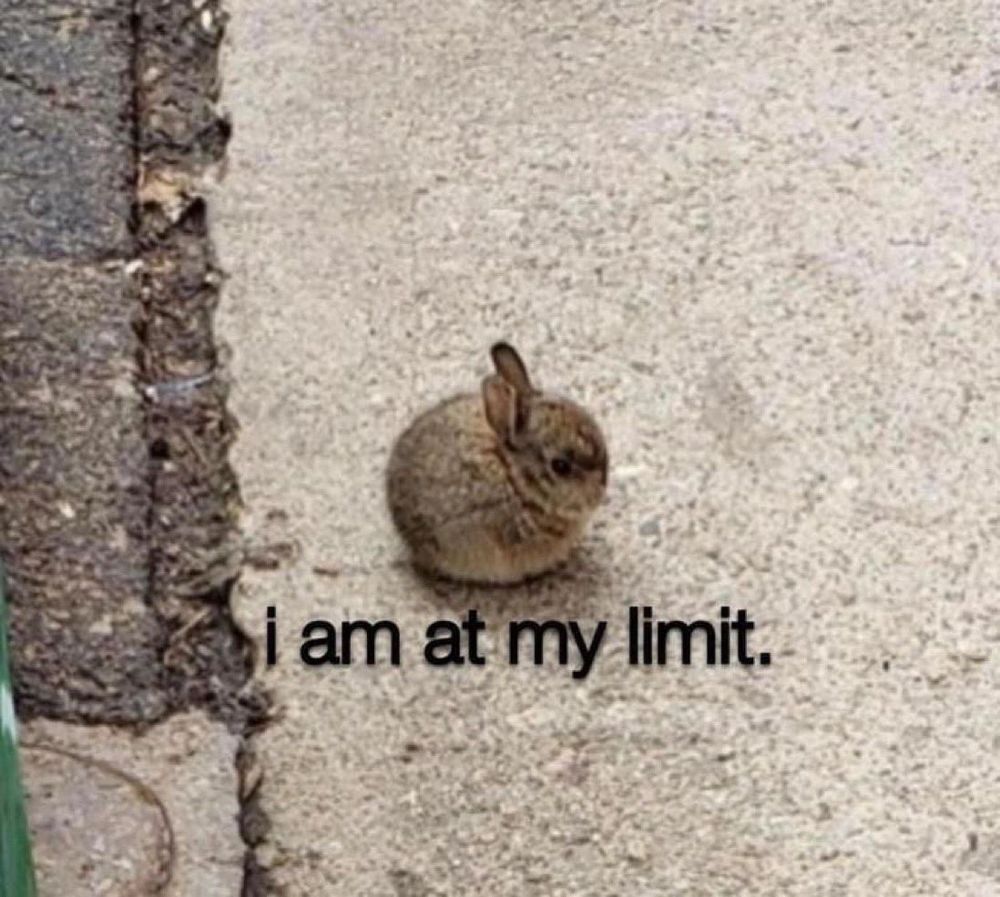 Picture of a small rabbit with the caption I am at my limit