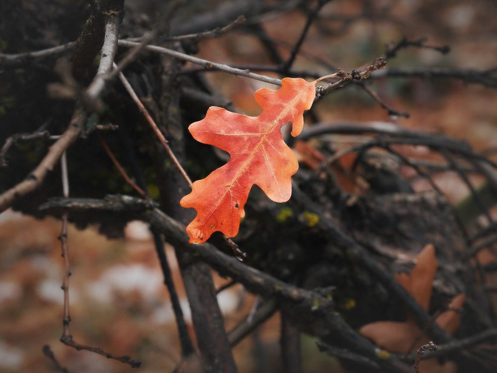 Single burnt-orange oak leaf clings to a twig amid a tangle of dark, bare branches, its veined lobes sharply focused against a softly blurred, earthy background.