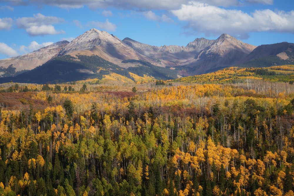Expansive autumn landscape with bands of golden-yellow aspens and dark evergreens rolling toward rugged, gray mountains under a bright blue sky with scattered clouds; sun and shadow patchwork the forested hills while a light dusting of snow decorates the highest peaks.