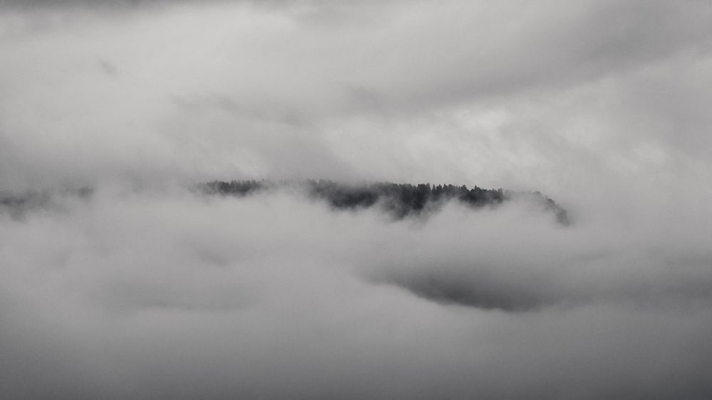 Thin line of dark conifer treetops barely visible through thick, low-lying fog under a uniformly gray, overcast sky.