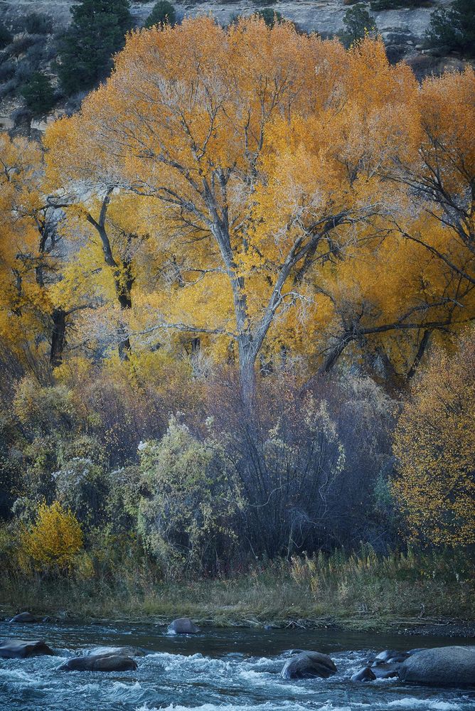 Tall cottonwood trees blaze with golden-orange fall leaves above a dense tangle of dark, leafless shrubs along a rocky riverbank; white-capped water rushes past rounded boulders in the foreground, with a pale stone hillside and scattered evergreens in the background under soft, cool morning light.