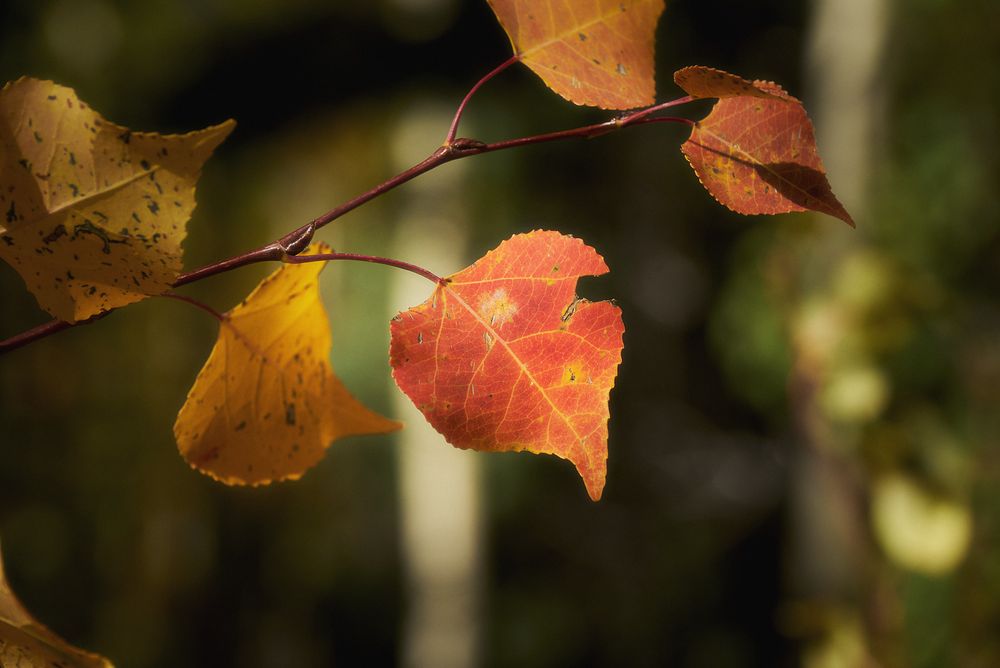 Close-up of a twig with heart-shaped aspen leaves in fall, the center leaf glowing red-orange with yellow edges, set against a dark, softly blurred background.