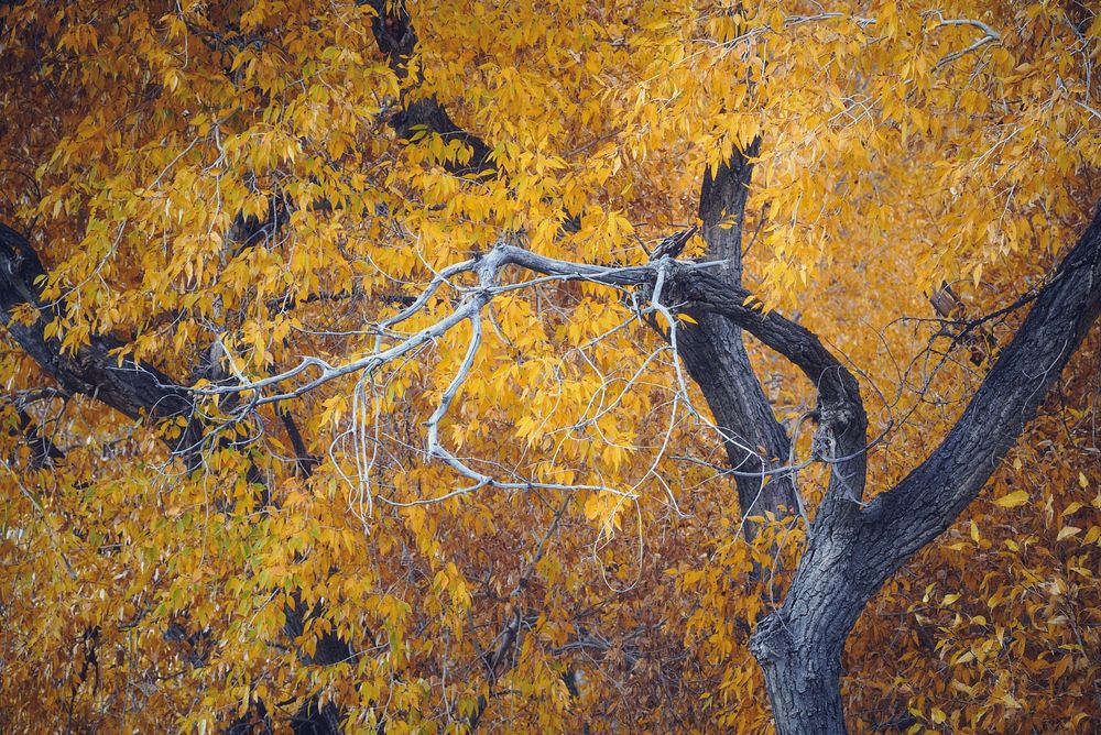 Dark, rough-barked tree trunks and a pale, twisting dead limb stretch across a dense backdrop of golden-orange autumn leaves, filling the frame.