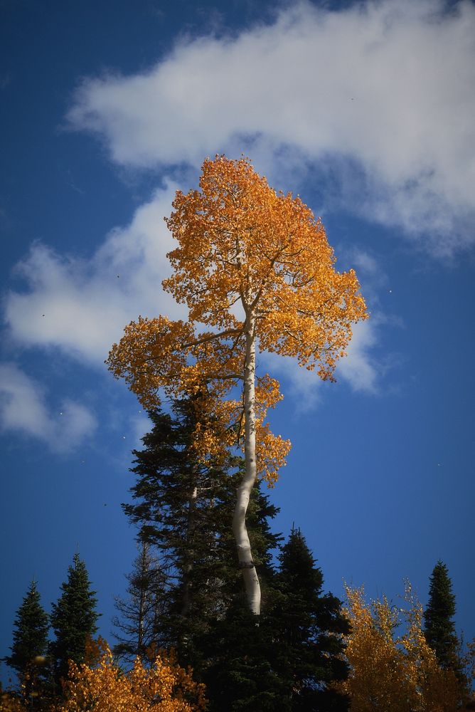 Tall aspen with golden fall foliage rises above dark evergreens against a deep blue sky with scattered white clouds.