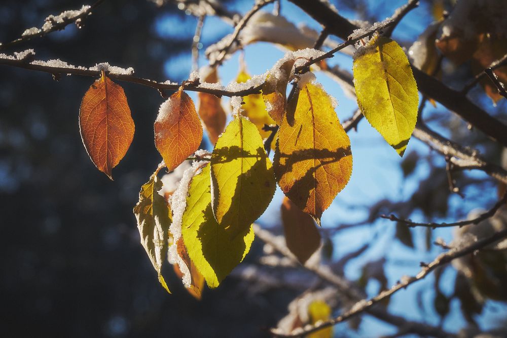 Golden-yellow and rusty leaves dusted with fresh snow hang from thin branches, backlit by low sunlight against a crisp blue sky, showing sharp leaf veins and soft winter shadows.