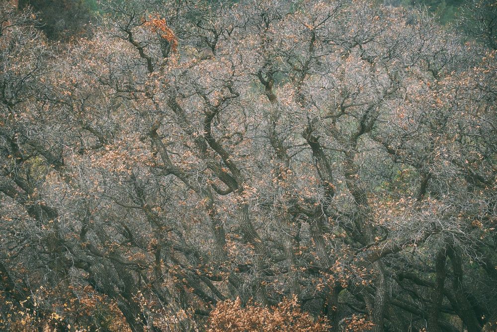 Dense tangle of mostly leafless, twisting tree branches dusted with lingering orange-brown leaves, forming a lace-like canopy with muted green forest peeking through.