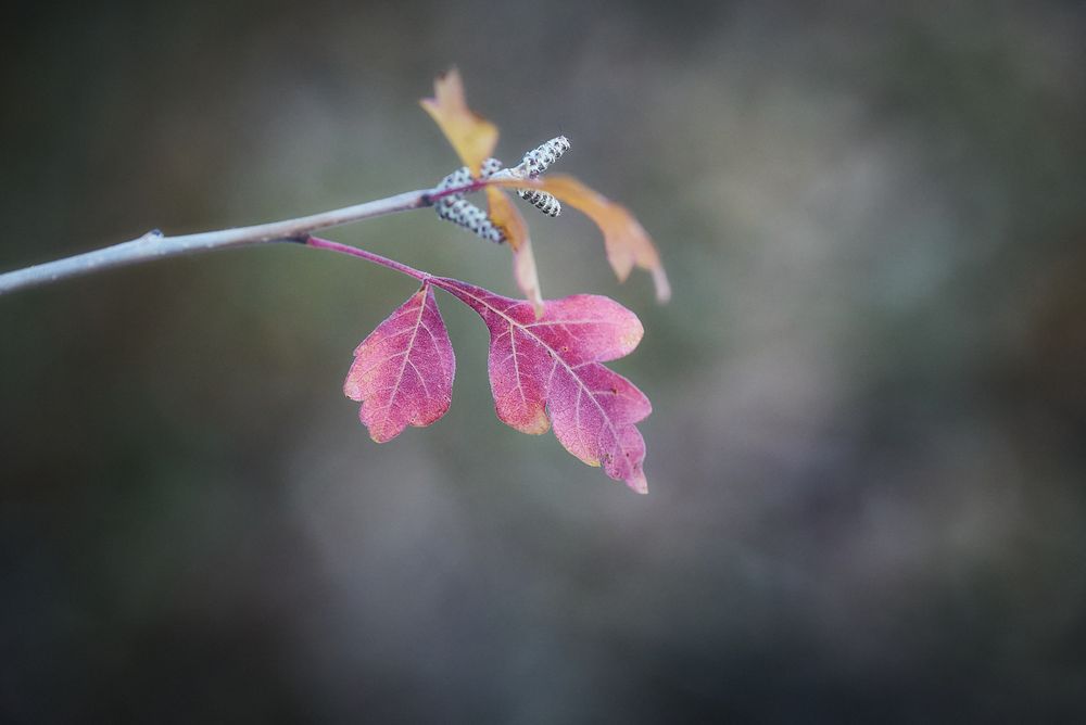 Close-up of a thin branch holding three small, pinkish-purple autumn leaves with visible veins, set against a soft, gray-green blurred background.