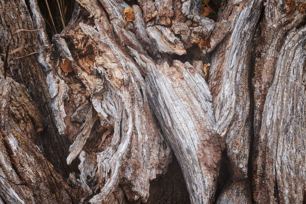 Close-up of a gnarled tree trunk, its twisted, interlocking wood weathered to silvery gray and warm brown. Deep grooves, cracks, and whorled grain create a sculptural, textured pattern with a few dry leaves tucked in crevices.