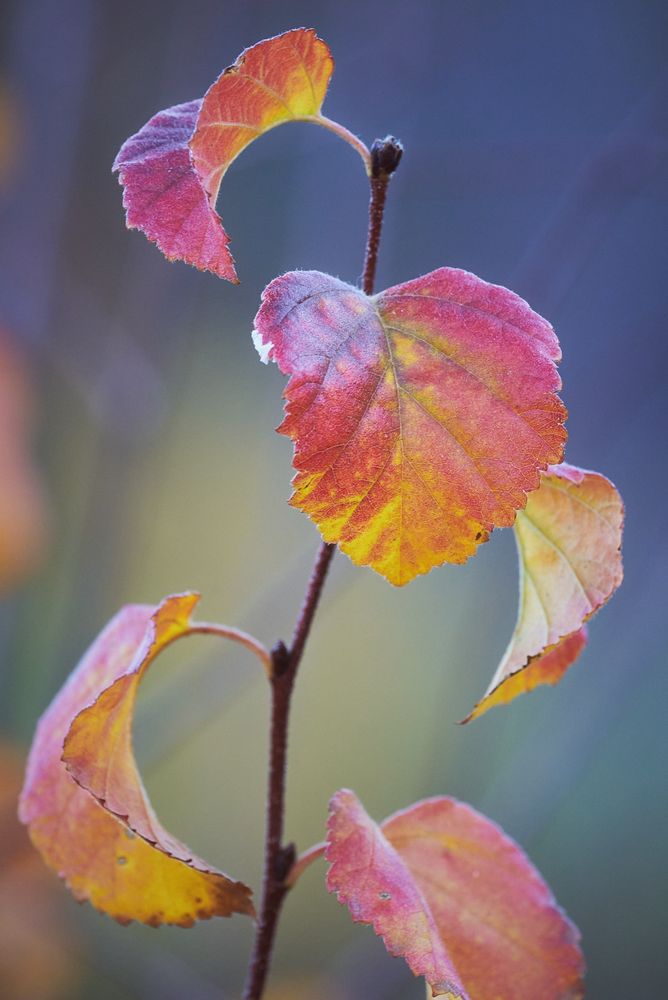 Close-up of a slender brown twig with several heart-shaped leaves in autumn colors—pinkish red to golden yellow—edges lightly frayed and frosted, set against a smooth blue‑green background.
