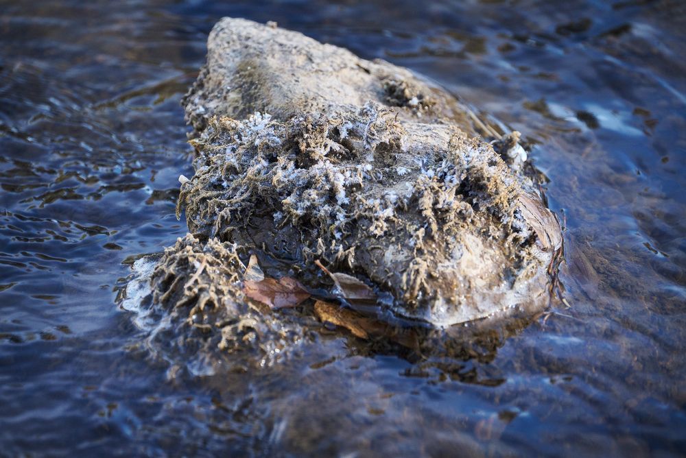 A gray, irregular rock protrudes from shallow, rippling blue water, coated with frost and stringy, pale-brown algae or moss. Small white crystalline patches speckle the rough surface, with a few curled brown leaves caught at the rock’s base where a thin rim of ice meets the water. The background is a soft, out-of-focus expanse of dark, wavy water.