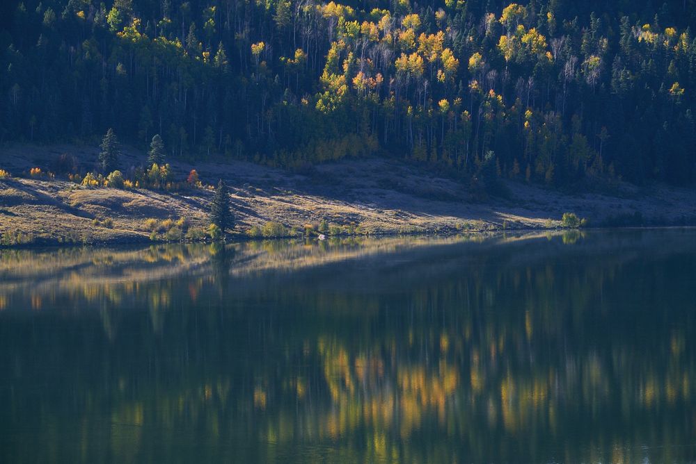 Calm lake reflecting a shaded forested hillside, where pockets of yellow and orange aspens glow in morning light among dark evergreens.