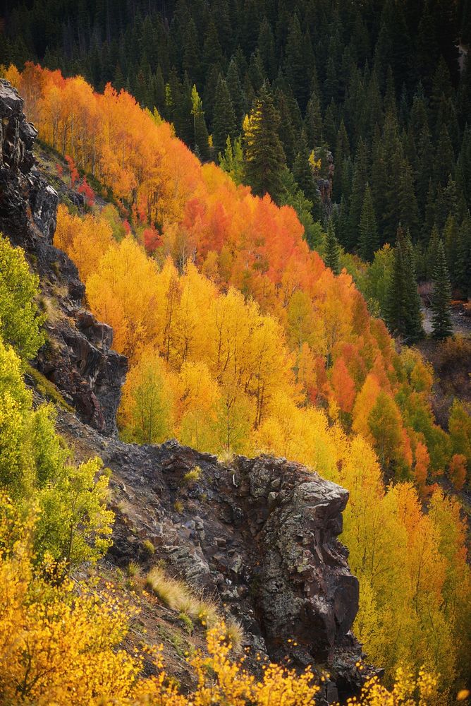Cliffside grove of aspens in peak fall color—vivid yellow, orange, and red—cascading down a slope beside dark evergreen forest and rugged gray rock outcrops.
