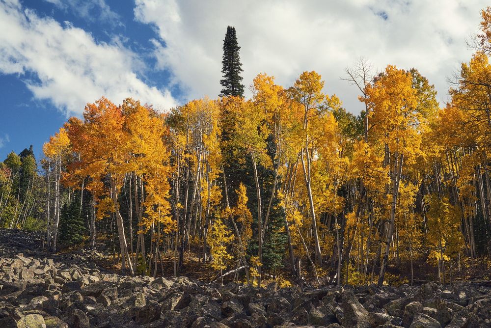 Golden aspen grove rising from a field of dark, jagged boulders, with a tall, narrow evergreen centered among the yellow-orange leaves; patches of blue sky and billowing white clouds above.