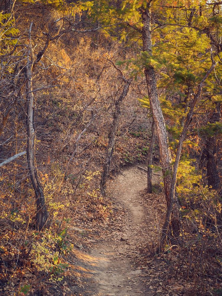 Narrow dirt trail winding downhill through a dry autumn woodland, carpeted with brown leaves and flanked by slender, twisted trees. Warm golden light filters through sparse green pine boughs and yellow shrubs, casting soft shadows along the path.