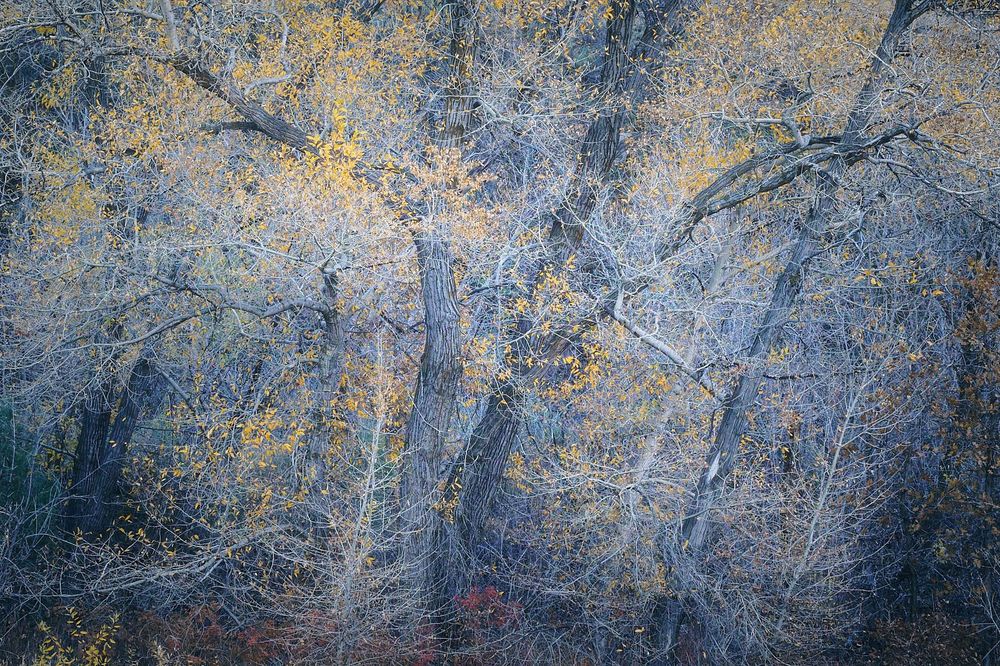 Dense thicket of bare, twisting tree trunks and branches in late autumn, dusted with pale blue light; scattered golden leaves cling to the limbs like flecks of ember, with a dark, shadowy understory and hints of rust-red brush along the ground.