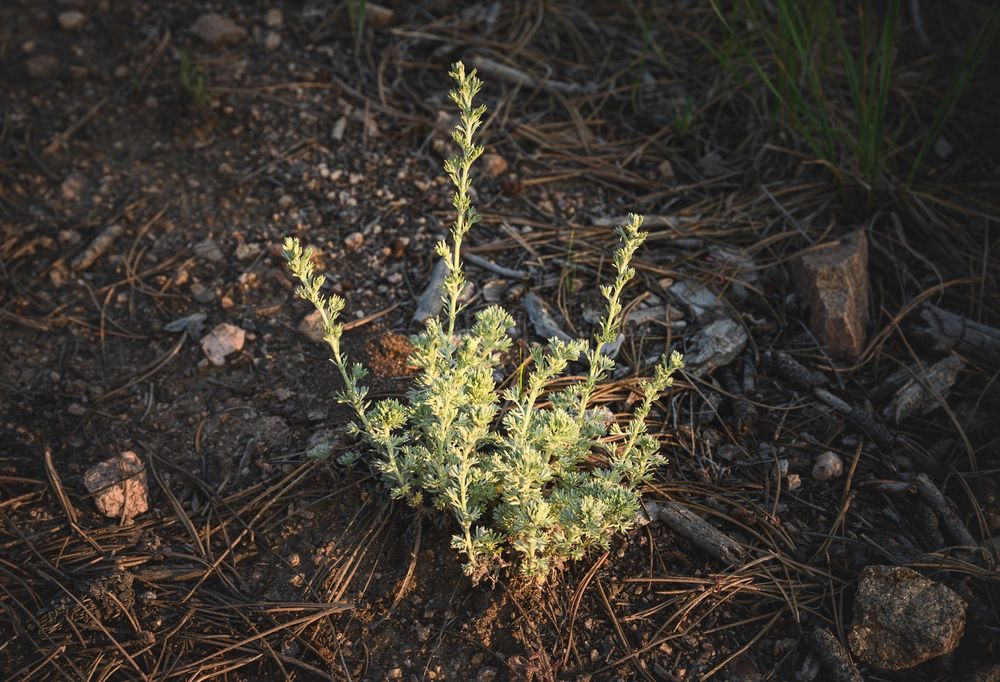 A small, bushy sagebrush plant with silvery-green leaves grows out of dry, rocky soil scattered with pine needles and small stones, illuminated by warm sunlight.